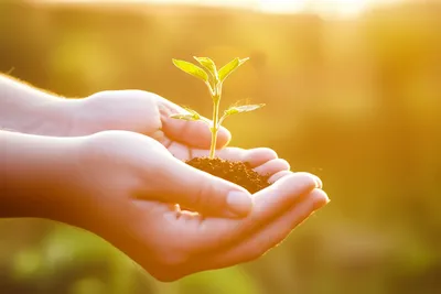 Illustration donated - Image 1