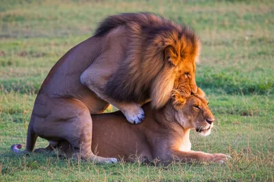 Illustration mounting - Image 1