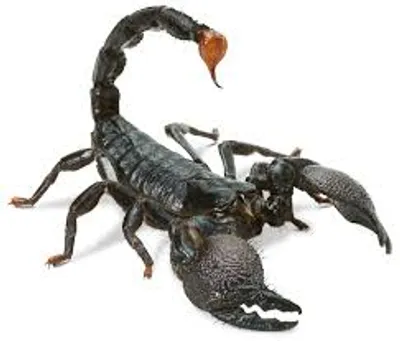 Illustration scorpion - Image 2