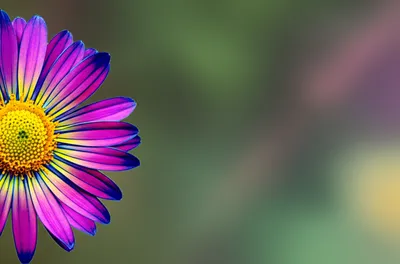 Illustration diluting - Image 1