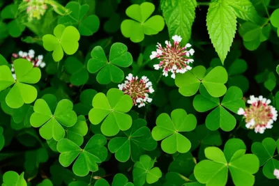 Illustration clovers - Image 1