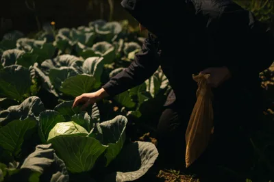 Illustration cabbage - Image 1