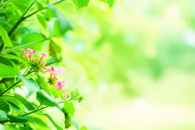 Illustration sweet - Image 1