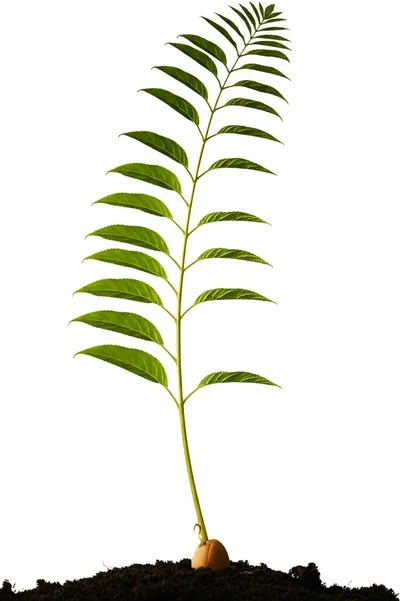 Illustration exponentiate