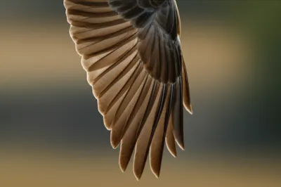 Illustration plicas - Image 1