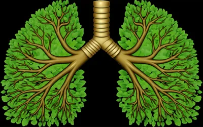 Illustration bronchus