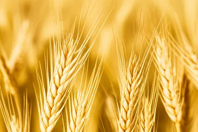 Illustration cereal - Image 1