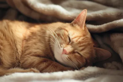 Illustration pur - Image 1