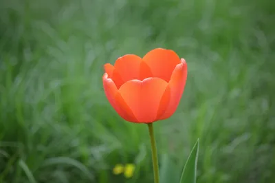 Illustration prominently