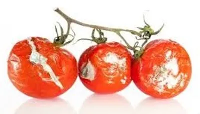 Illustration perish - Image 2