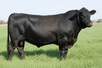 Illustration fat - Image 1