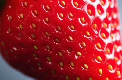 Illustration pericarp - Image 1