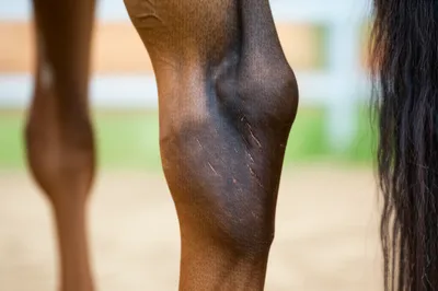 Illustration weeds - Image 1