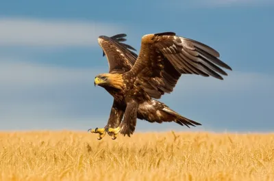 Illustration fondant - Image 1