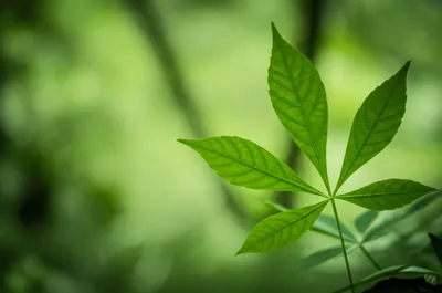 Illustration palmate - Image 1