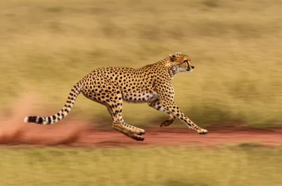 Illustration expeditiously