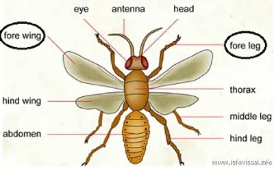 Illustration fore - Image 2