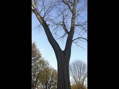 Illustration bifurcations