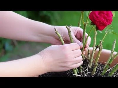 Illustration suckered - Image 1