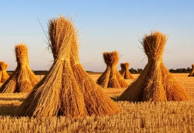 Illustration stook - Image 1