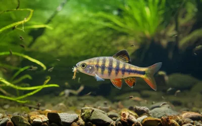 Illustration parr - Image 1