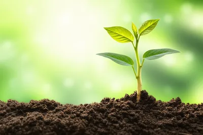 Illustration primary - Image 1