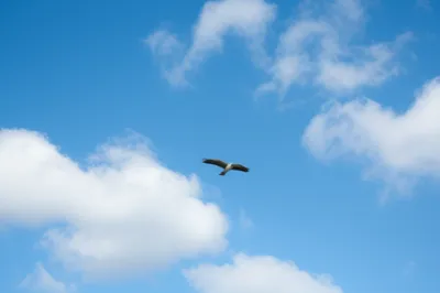 Illustration easiest - Image 1