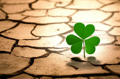 Illustration flukes - Image 1