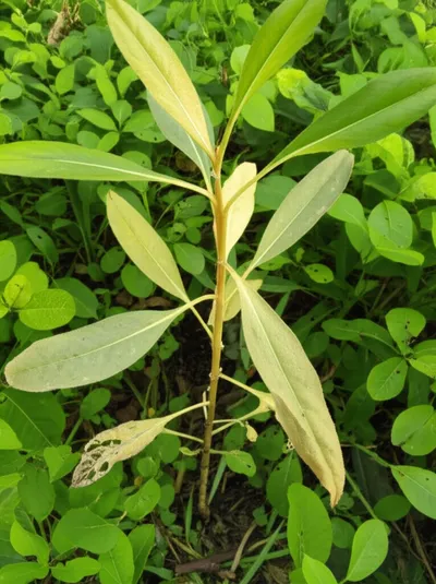 Illustration deficiencies - Image 1