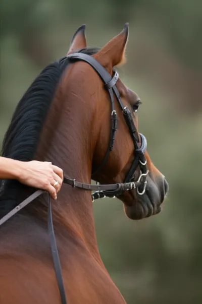 Illustration reins - Image 1