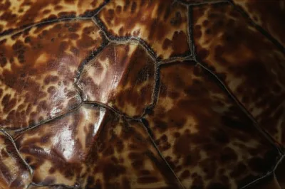 Illustration tortoiseshell