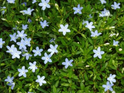 Illustration periwinkles