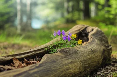 Illustration gums - Image 1