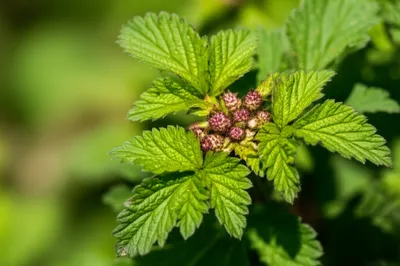 Illustration burnet - Image 1