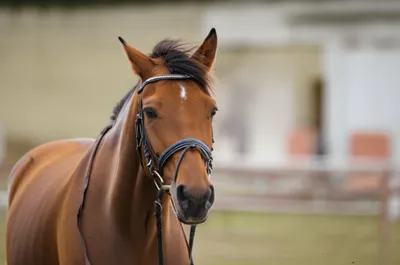 Illustration haw - Image 1