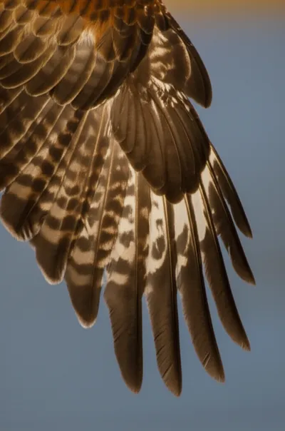 Illustration flags - Image 1