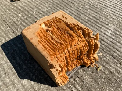 Illustration chewed - Image 1