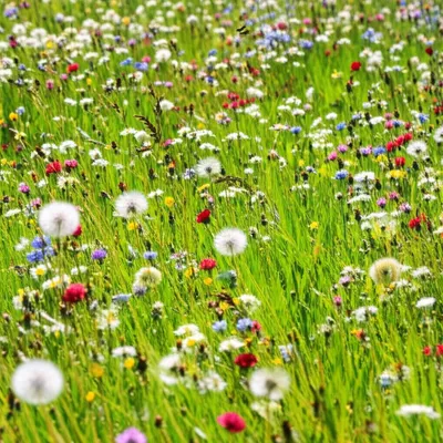 Illustration strew - Image 1