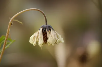 Hình ảnh minh họa swags - Ảnh 1