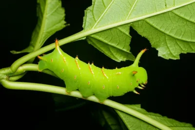 Illustration unicorn - Image 1