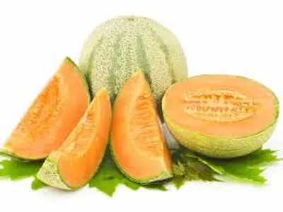 Illustration cantaloupe - Image 2