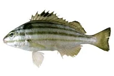 Illustration trumpeter - Image 2