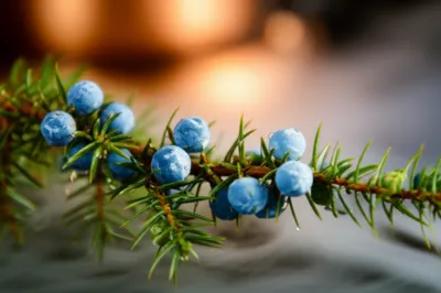 Illustration gin - Image 1