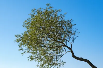 Illustration lithe - Image 1