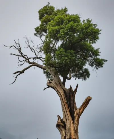 Illustration maimed - Image 1