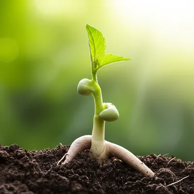 Illustration shackle - Image 1