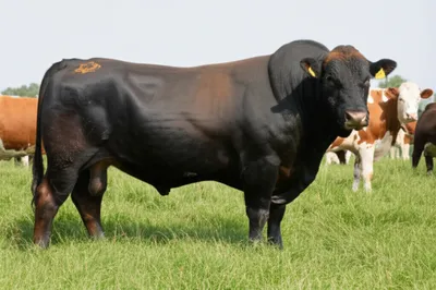 Illustration studs - Image 1