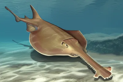 Illustration sawfish - Image 1