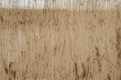 Illustration papyrus - Image 1