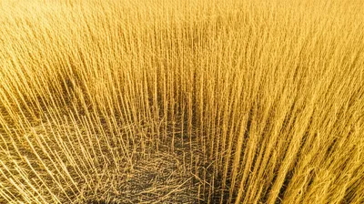 Illustration decimated - Image 1